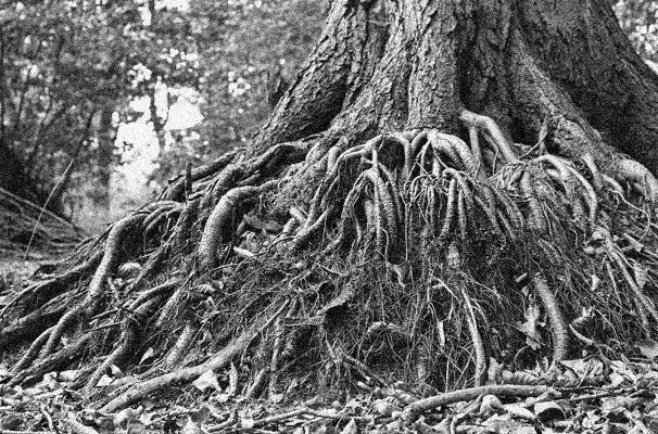 You are currently viewing How to “Take Root” when practice Tai Chi